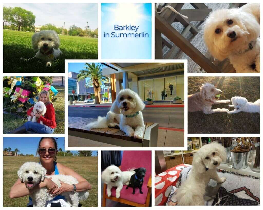 Why Dogs Love Summerlin Stacy Sheeley Homes