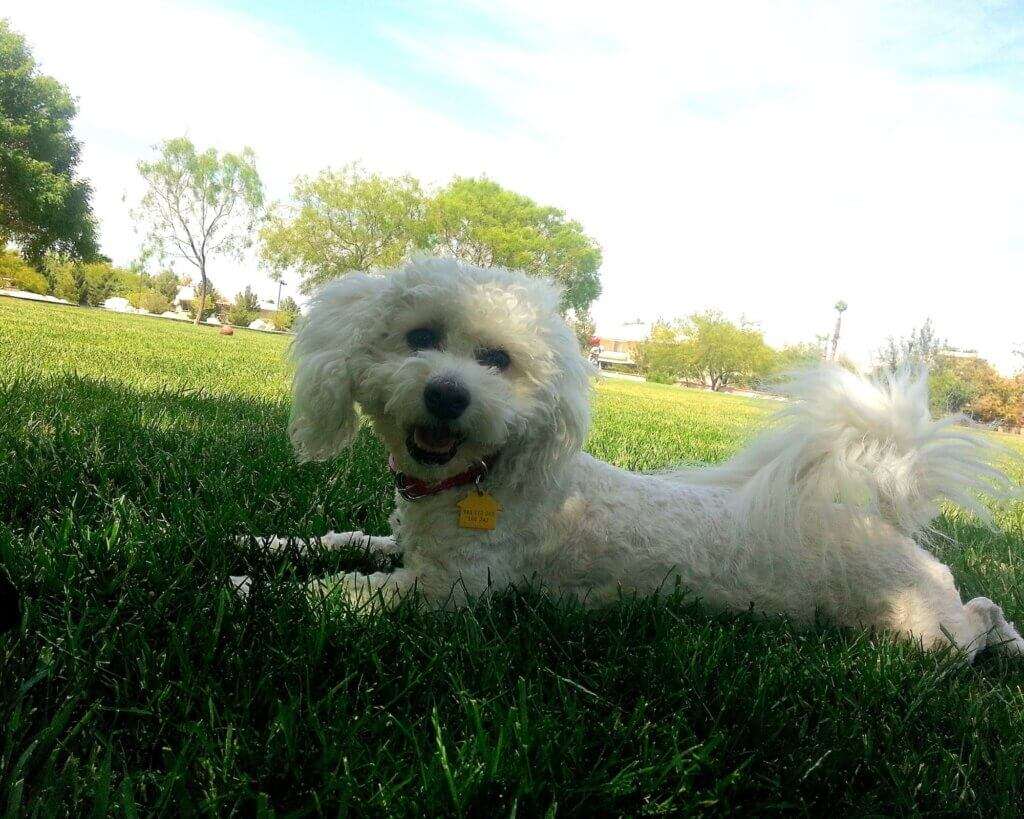barks fave park